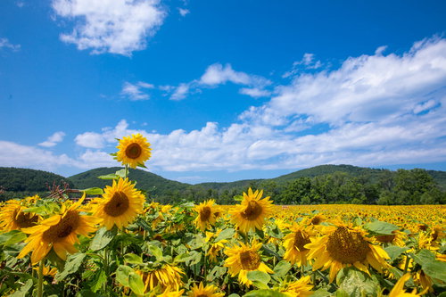 ひまわり畑で一本だけ抜きに出た向日葵の夏風景
