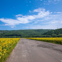 ひまわり畑の間を真っすぐ通る夏の道路、青空が広がる田舎の風景の写真