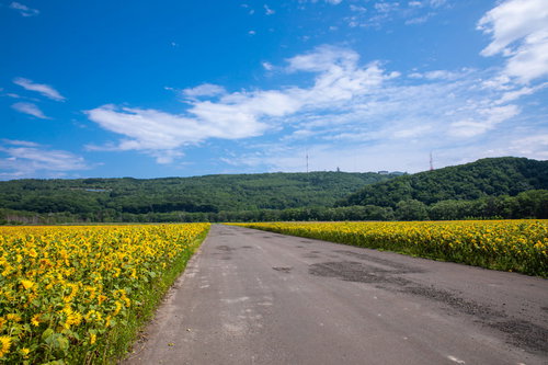 ひまわり畑の間を真っすぐ通る夏の道路、青空が広がる田舎の風景