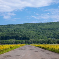 青空の下、道路沿いに広がるヒマワリ畑の写真