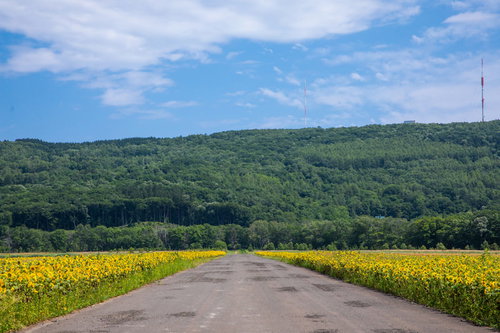 青空の下、道路沿いに広がるヒマワリ畑