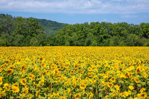 青空と緑の山々を背景にした夏の向日葵畑の風景