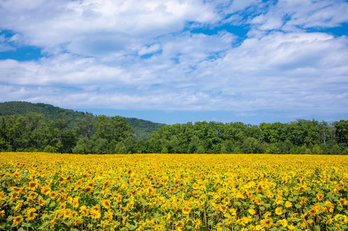 夏休みに来た向日葵畑と青空の風景