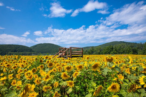 一面に咲くひまわり畑と木製の見晴台