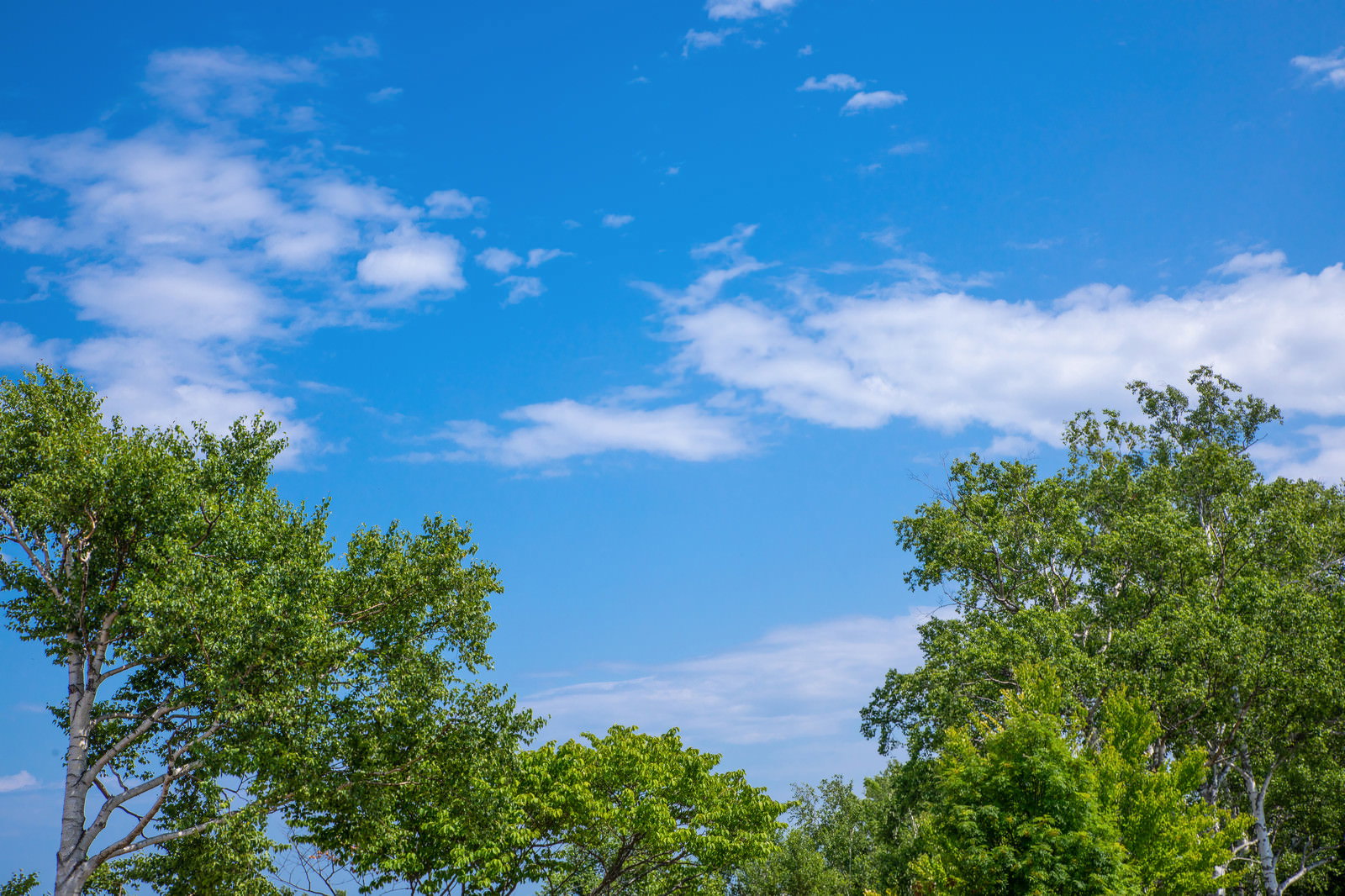 青い空に白い雲が浮かび、緑豊かな木々が広がる自然の風景
