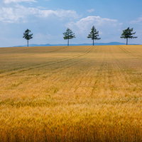 北海道の広がる麦畑の写真
