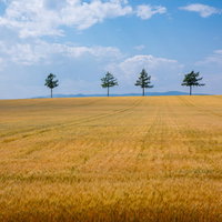 果てしなく続く小麦畑と青空の写真