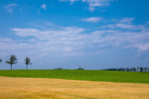 青空と草原に広がる黄金色の小麦畑と雲