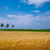 初夏の北海道・麦秋の麦畑の写真