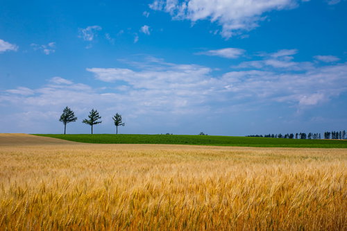 初夏の北海道・麦秋の麦畑