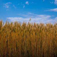 北海道の麦畑に広がる青空と黄金色の麦の穂の写真