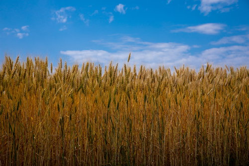 北海道の麦畑に広がる青空と黄金色の麦の穂