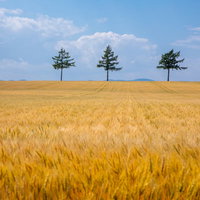 北海道の黄金色に染まる麦畑と並木道の夏景色の写真