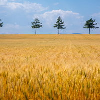 黄金色に染まる小麦畑の風景の写真