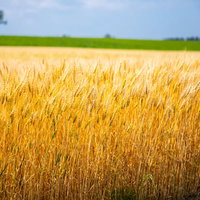 北海道の黄金色に穂を揺らす麦畑の自然風景の写真