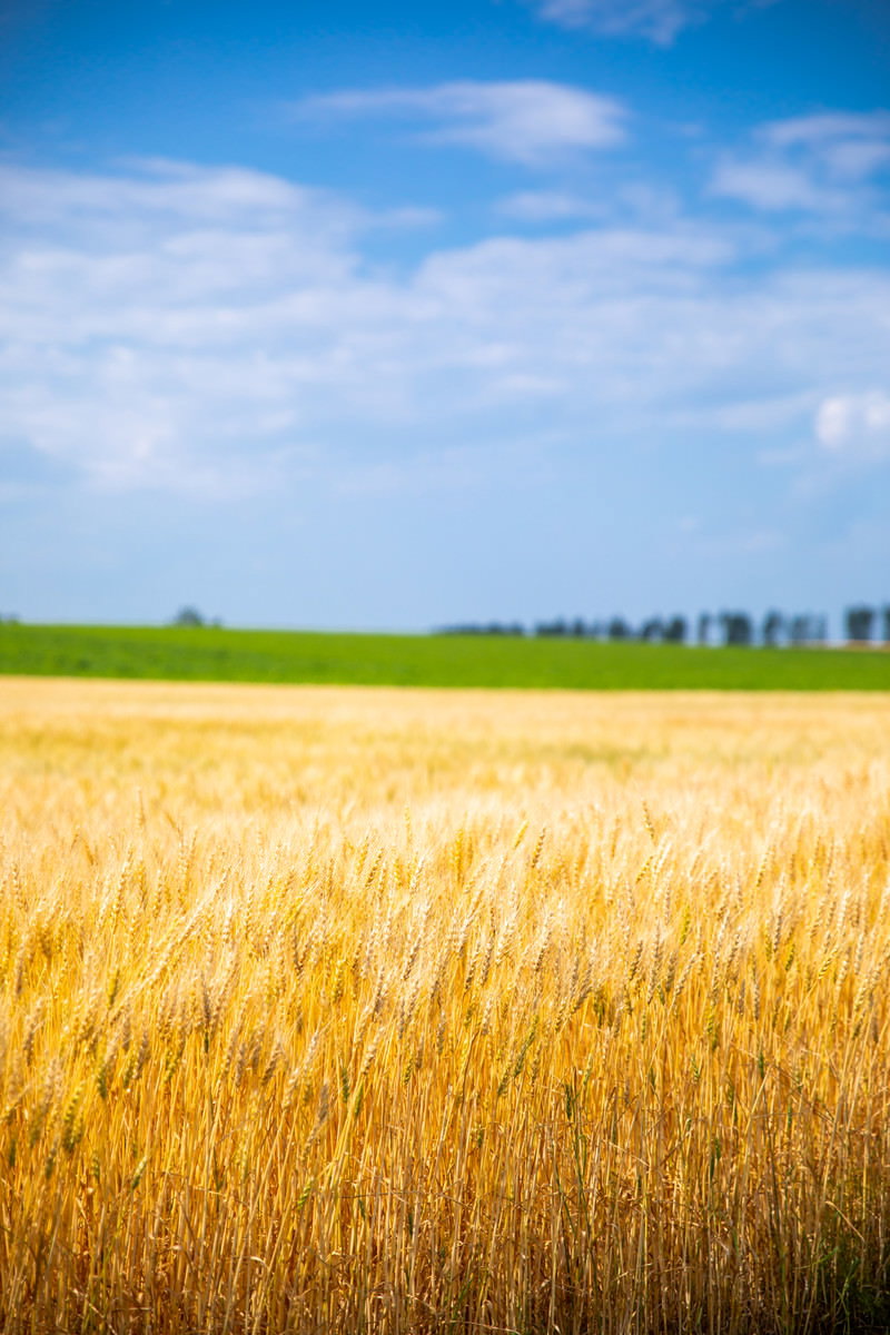 Golden wheat field stretching under a blue sky with distant forest