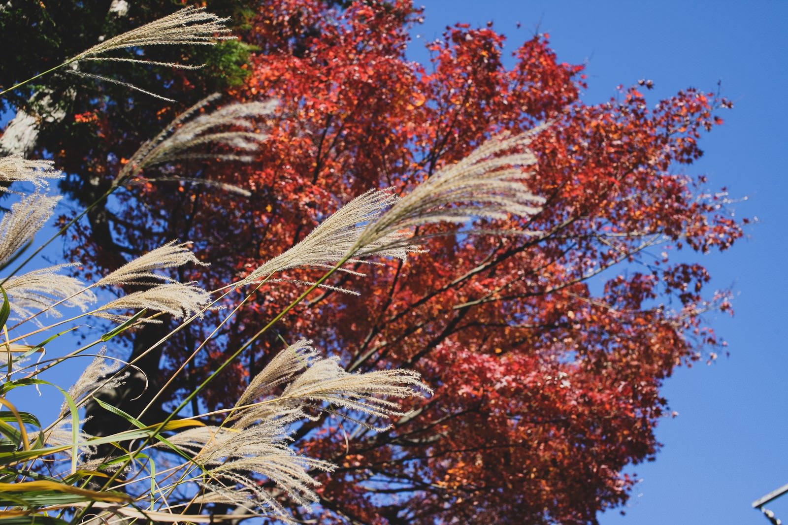青空の下のススキと紅葉