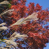 秋真っ盛り ススキと紅葉の写真