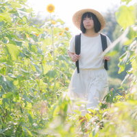 ひまわり畑をぬけて歩く麦わら帽の女性と夏の風景の写真