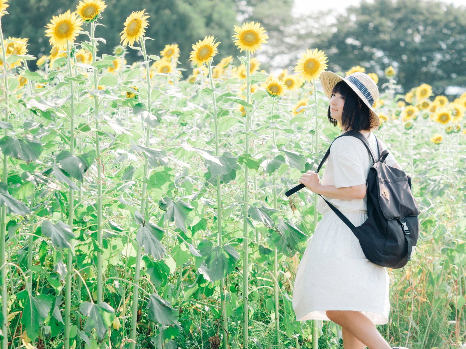 満開のひまわり畑で見上げる麦わら帽の女性［モデル：にゃるる］