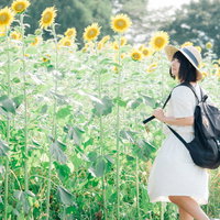 ひまわり畑で麦わら帽と背比べ、満開の向日葵に囲まれた夏の風景の写真
