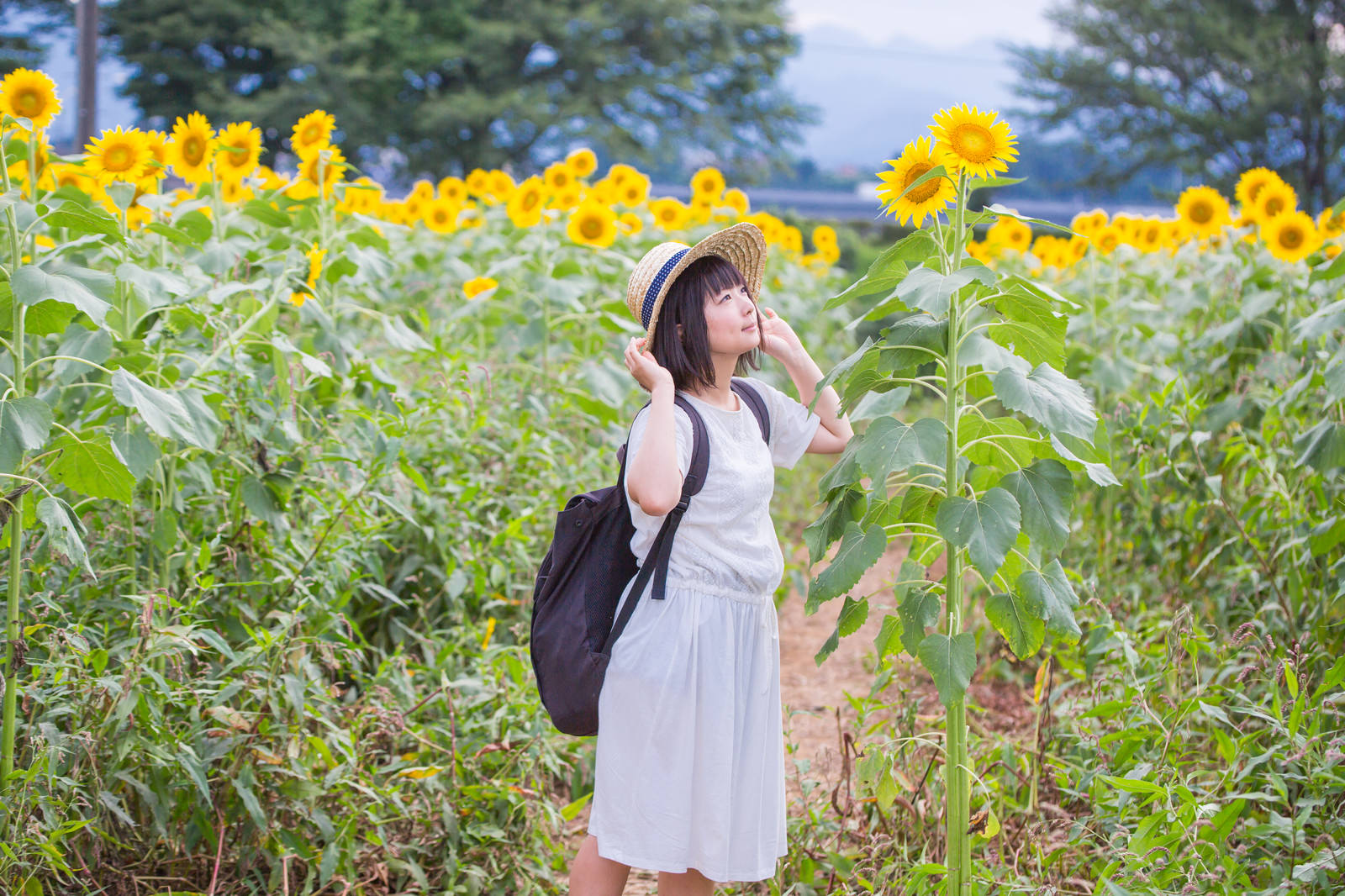 ひまわり畑で麦わら帽をかぶり見上げる女性の後ろ姿［モデル：にゃるる］