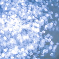 ラベンダー畑に広がる朝露のクモの巣の写真