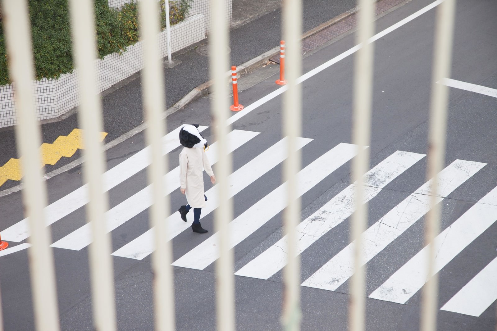 エト牛の被り物で横断歩道を渡る女性［モデル：古性のっち］