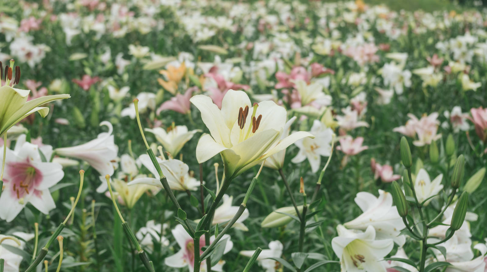 緑の葉に囲まれて咲く白いユリの花が一面に広がる花畑
