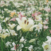 辺り一面に咲く白いユリの花畑、清楚な百合の夏景色の写真