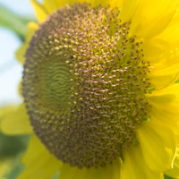 夏の大玉ひまわり、黄色い花びらと茶色い種子のクローズアップの写真