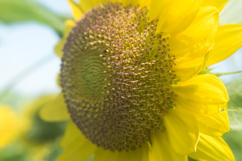 夏の大玉ひまわり、黄色い花びらと茶色い種子のクローズアップ