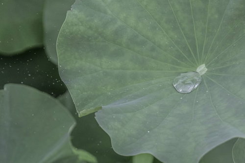 蓮の葉に乗った透明な水滴と撥水性の美しさ