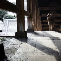 奈良の寺院建物に迷い込んだ鹿の写真