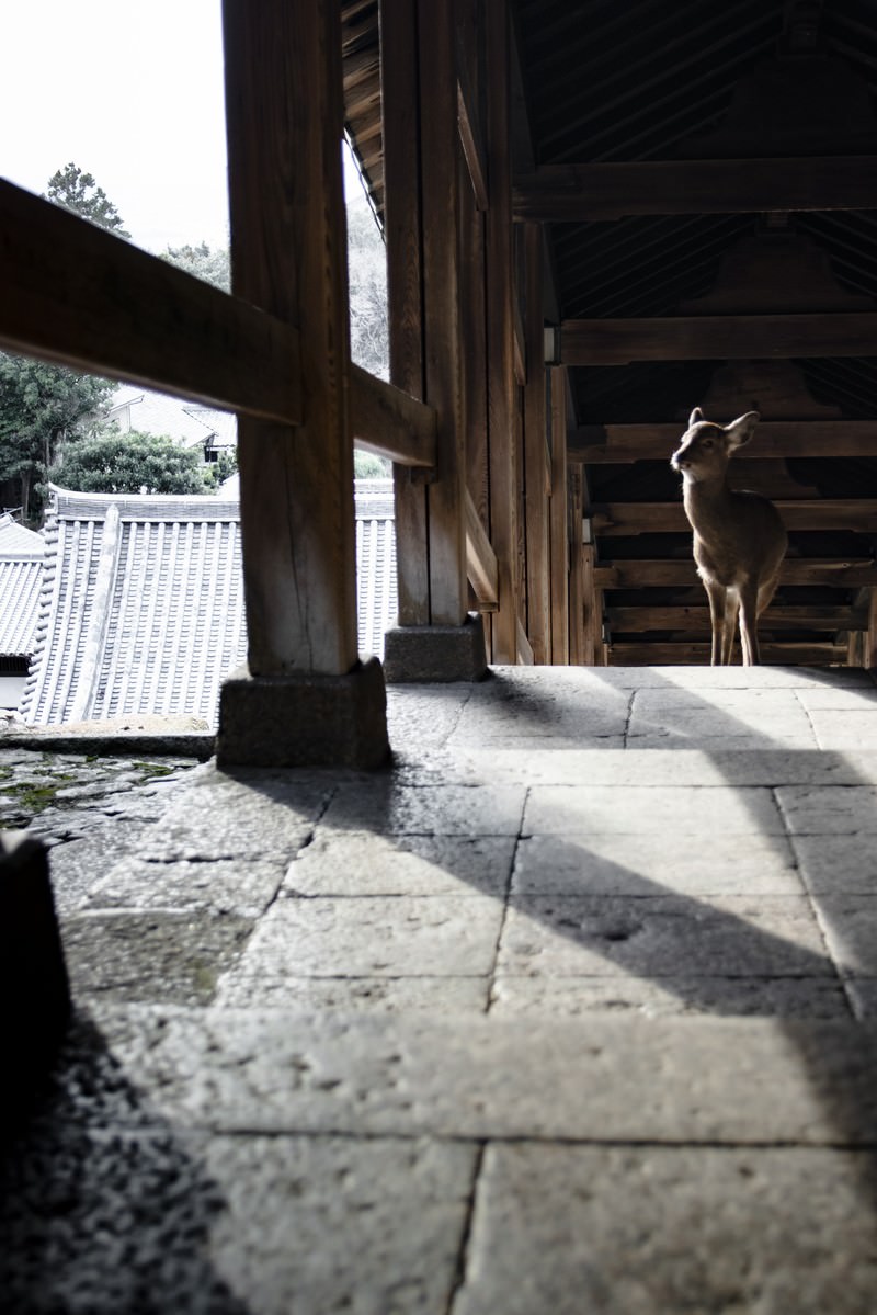 寺院の建物内で石畳の上を歩く一頭の鹿