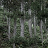 山の斜面に整然と生える杉などの針葉樹林の植林地の写真