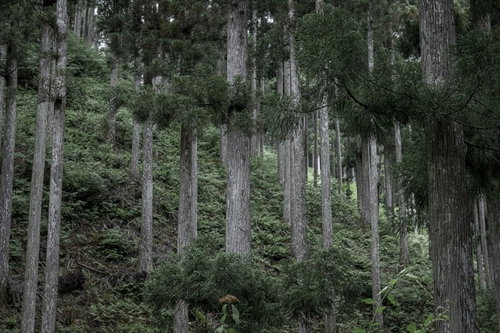 山の斜面に整然と生える杉などの針葉樹林の植林地