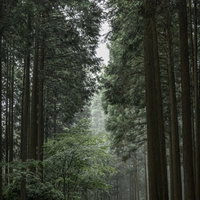 森の中を行く緑のトンネルのような山道を進むの写真