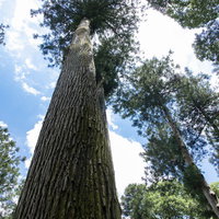 森の中から背の高い大木を見上げる青空と樹木の写真