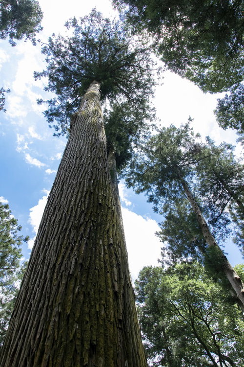 森の中から背の高い大木を見上げる青空と樹木
