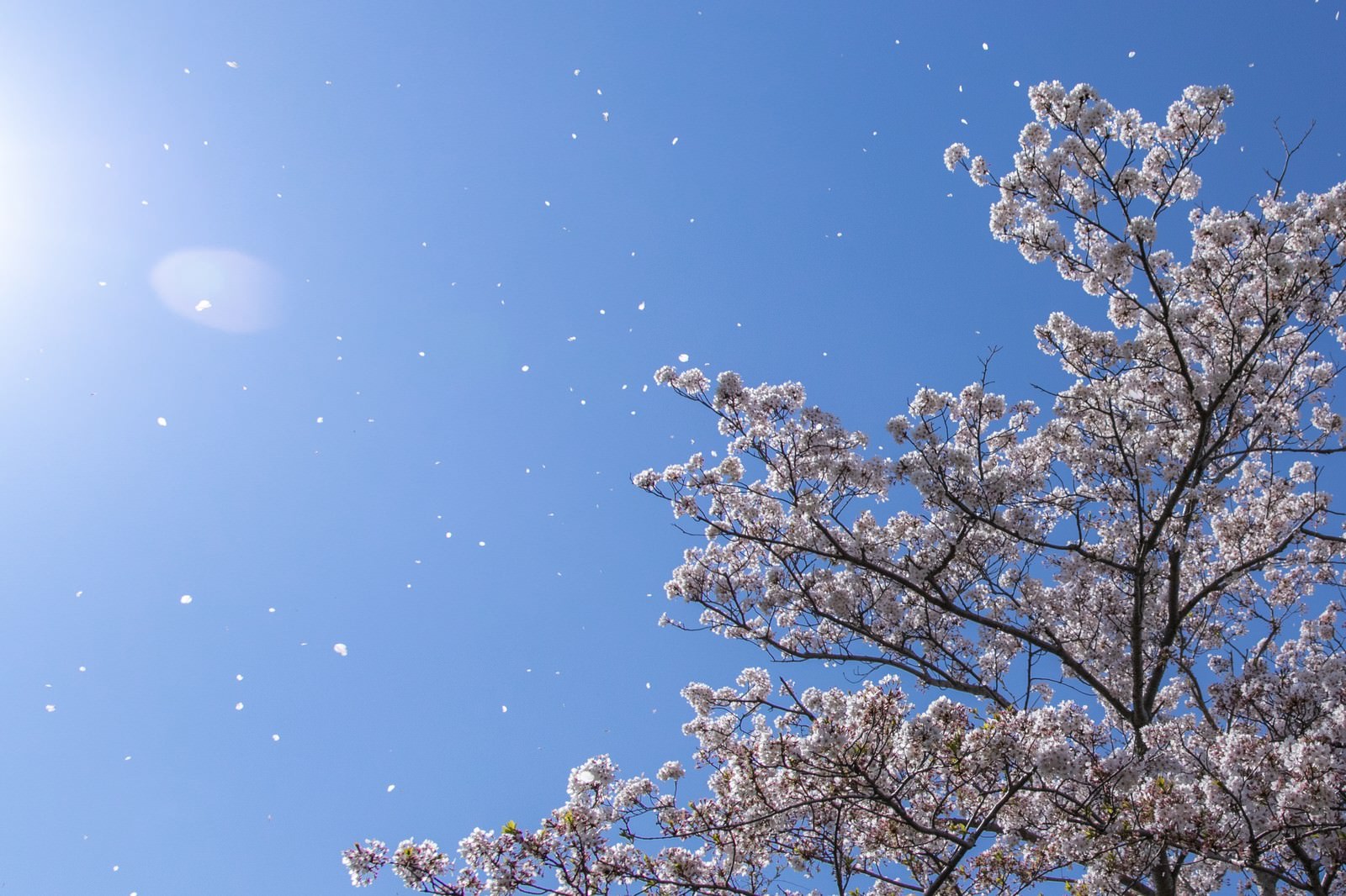 青空をバックに満開の桜の花が咲き、風に舞う花びらが美しい春の風景