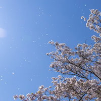 青空に桜ひらり舞う春の満開の花びら散る風景の写真