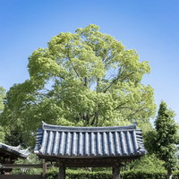 青空に映える瓦屋根の手水舎と新緑の樹木が彩る神社参拝エリアの写真