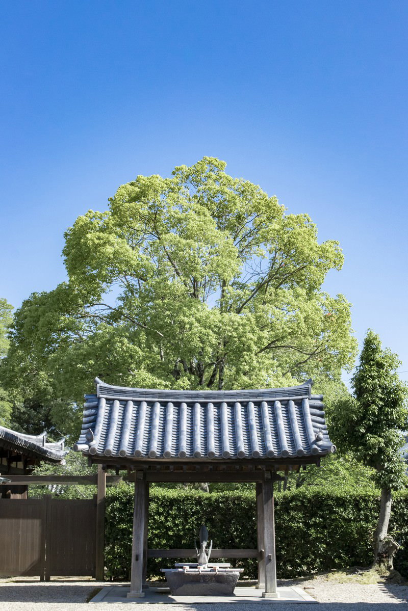 初夏の青空の下に立つ瓦屋根の手水舎