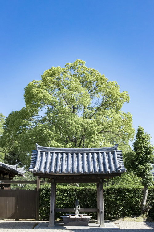 青空に映える瓦屋根の手水舎と新緑の樹木が彩る神社参拝エリア