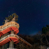 大滝ダム近くの二本の木に絡まる螺旋階段の夜景の写真