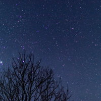 冬の星空と落葉樹のシルエットの写真