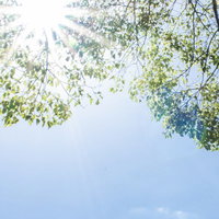 眩しい木漏れ日が差し込む新緑の枝葉と青空の写真
