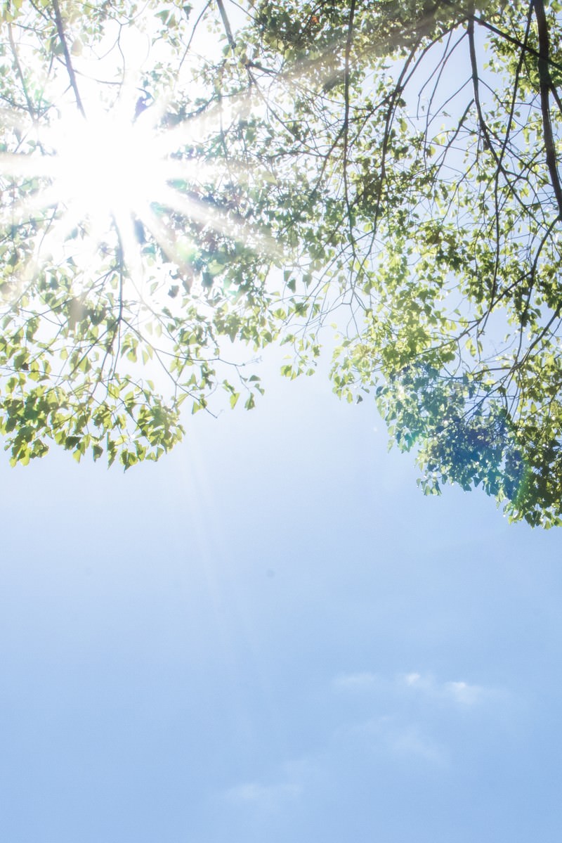 青空に向かって伸びる木の枝葉の間から眩しく差し込む太陽光