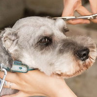 犬のミニチュアシュナウザーを眉カットするトリマーの写真